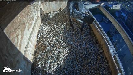 Utica Falcons Nest Box Live Webcam - Sep 11, 2026, 6:10pm EDT