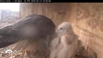 Utica Falcons Nest Box Live Webcam - May 13, 2026, 4:50pm EDT