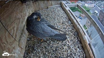 Utica Falcons Nest Box Live Webcam - Jul 10, 2026, 11:06am EDT