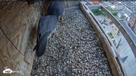 Utica Falcons Nest Box Live Webcam - Jul 7, 2026, 10:10am EDT