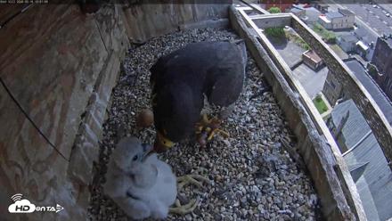 Utica Falcons Nest Box Live Webcam - May 16, 2026, 12:02pm EDT