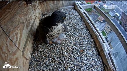 Utica Falcons Nest Box Live Webcam - May 9, 2026, 6:22pm EDT