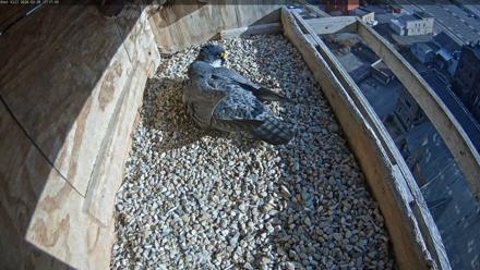 Utica Falcons Nest Box Live Webcam - Mar 28, 2026, 5:19pm EDT