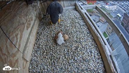 Utica Falcons Nest Box Live Webcam - Apr 30, 2026, 2:49pm EDT