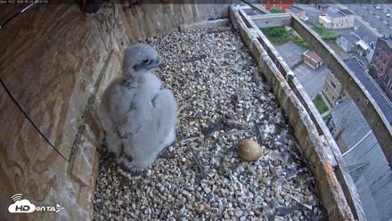 Utica Falcons Nest Box Live Webcam - May 23, 2026, 8:42am EDT