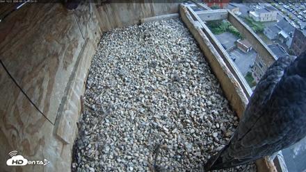 Utica Falcons Nest Box Live Webcam - Sep 15, 2026, 2:54pm EDT