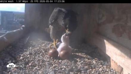 Utica Falcons Nest Box Live Webcam - May 4, 2026, 5:23pm EDT