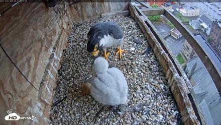 Utica Falcons Nest Box Live Webcam - May 15, 2026, 6:28am EDT