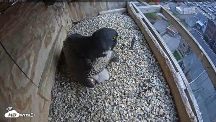 Utica Falcons Nest Box Live Webcam - May 4, 2026, 2:59pm EDT