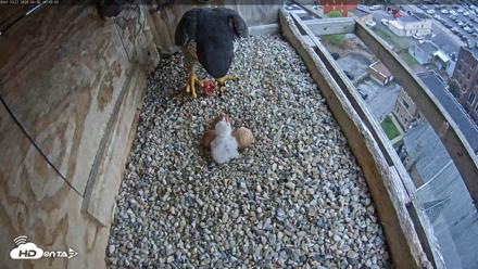 Utica Falcons Nest Box Live Webcam - Apr 30, 2026, 2:50pm EDT