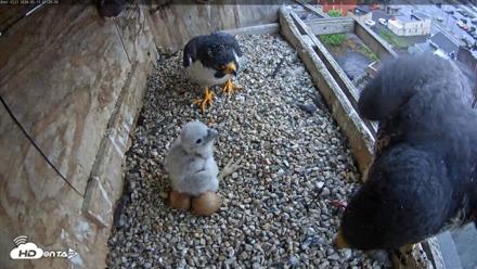 Utica Falcons Nest Box Live Webcam - May 13, 2026, 7:26am EDT