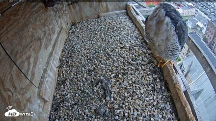 Utica Falcons Nest Box Live Webcam - Jul 7, 2026, 9:57am EDT