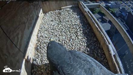 Utica Falcons Nest Box Live Webcam - Sep 24, 2026, 3:53pm EDT