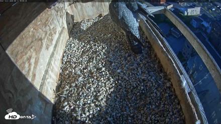 Utica Falcons Nest Box Live Webcam - Sep 11, 2026, 6:10pm EDT