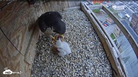 Utica Falcons Nest Box Live Webcam - May 8, 2026, 10:24am EDT