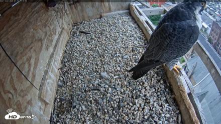 Utica Falcons Nest Box Live Webcam - Jul 10, 2026, 11:10am EDT