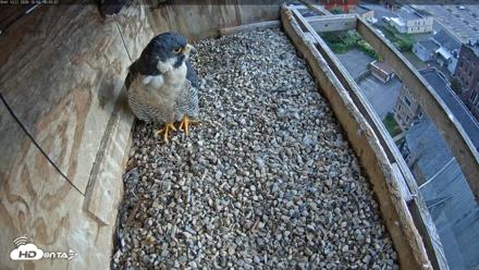 Utica Falcons Nest Box Live Webcam - Oct 4, 2026, 4:45pm EDT