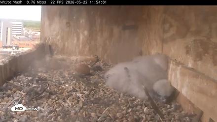 Utica Falcons Nest Box Live Webcam - May 22, 2026, 11:54am EDT