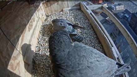Utica Falcons Nest Box Live Webcam - Mar 28, 2026, 5:17pm EDT