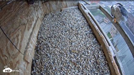 Utica Falcons Nest Box Live Webcam - Sep 30, 2026, 7:29am EDT