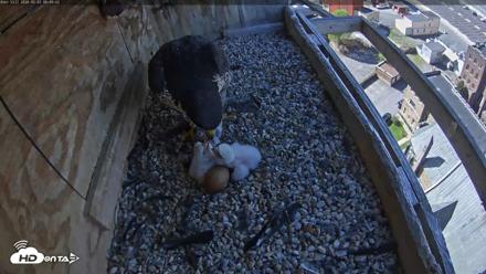 Utica Falcons Nest Box Live Webcam - May 3, 2026, 9:41am EDT