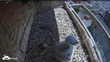 Utica Falcons Nest Box Live Webcam - May 15, 2026, 2:25pm EDT