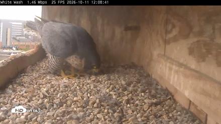 Utica Falcons Nest Box Live Webcam - Oct 11, 2026, 12:09pm EDT