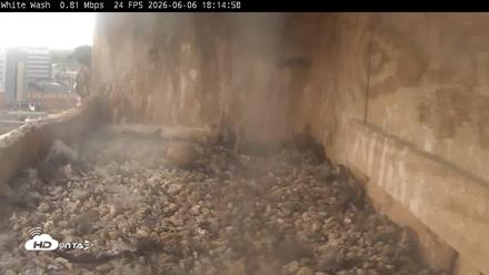 Utica Falcons Nest Box Live Webcam - Jun 6, 2026, 6:15pm EDT