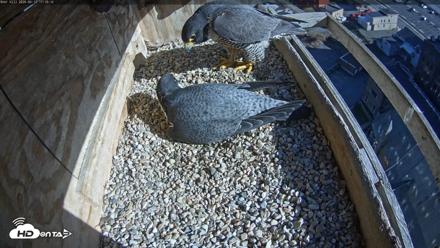 Utica Falcons Nest Box Live Webcam - Apr 17, 2026, 5:11pm EDT