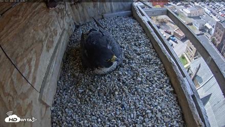 Utica Falcons Nest Box Live Webcam - Apr 22, 2026, 10:57am EDT