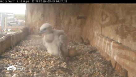 Utica Falcons Nest Box Live Webcam - May 15, 2026, 6:28am EDT