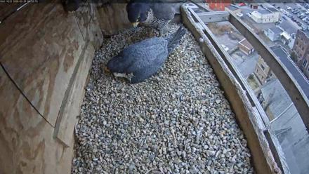 Utica Falcons Nest Box Live Webcam - Mar 30, 2026, 8:23am EDT