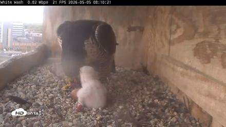 Utica Falcons Nest Box Live Webcam - May 5, 2026, 8:11am EDT