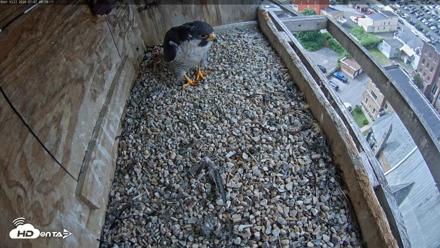Utica Falcons Nest Box Live Webcam - Jul 7, 2026, 9:59am EDT