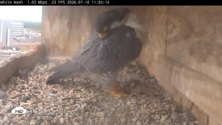 Utica Falcons Nest Box Live Webcam - Jul 10, 2026, 11:04am EDT