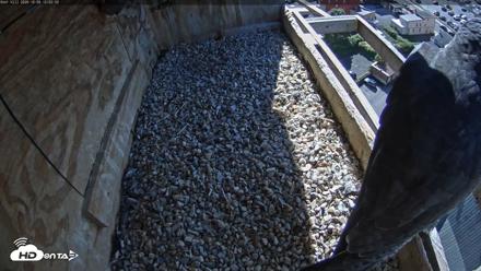 Utica Falcons Nest Box Live Webcam - Oct 9, 2026, 12:03pm EDT