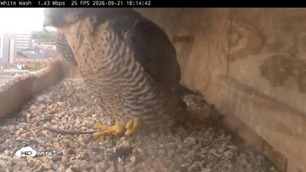 Utica Falcons Nest Box Live Webcam - Sep 21, 2026, 6:15pm EDT