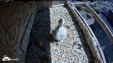 Utica Falcons Nest Box Live Webcam - May 12, 2026, 3:20pm EDT