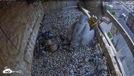 Utica Falcons Nest Box Live Webcam - May 18, 2026, 12:35pm EDT