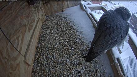 Utica Falcons Nest Box Live Webcam - Jan 26, 2026, 7:45am EST