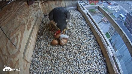 Utica Falcons Nest Box Live Webcam - Apr 30, 2026, 7:04pm EDT