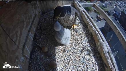 Utica Falcons Nest Box Live Webcam - May 12, 2026, 3:22pm EDT