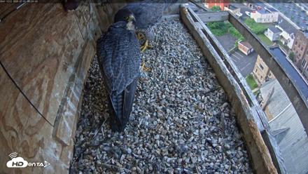 Utica Falcons Nest Box Live Webcam - Jul 1, 2026, 6:25am EDT