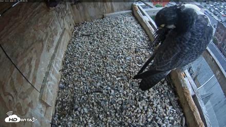 Utica Falcons Nest Box Live Webcam - Jul 10, 2026, 12:00pm EDT