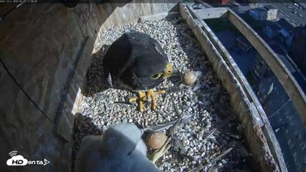Utica Falcons Nest Box Live Webcam - May 21, 2026, 5:29pm EDT