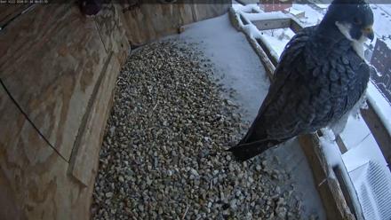 Utica Falcons Nest Box Live Webcam - Jan 26, 2026, 8:02am EST