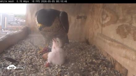 Utica Falcons Nest Box Live Webcam - May 5, 2026, 8:11am EDT