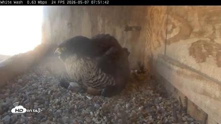 Utica Falcons Nest Box Live Webcam - May 7, 2026, 7:52am EDT