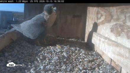 Utica Falcons Nest Box Live Webcam - Oct 15, 2026, 4:38pm EDT