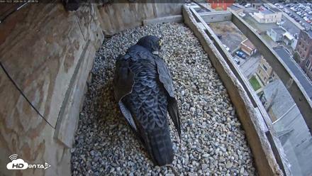 Utica Falcons Nest Box Live Webcam - Apr 22, 2026, 9:09am EDT